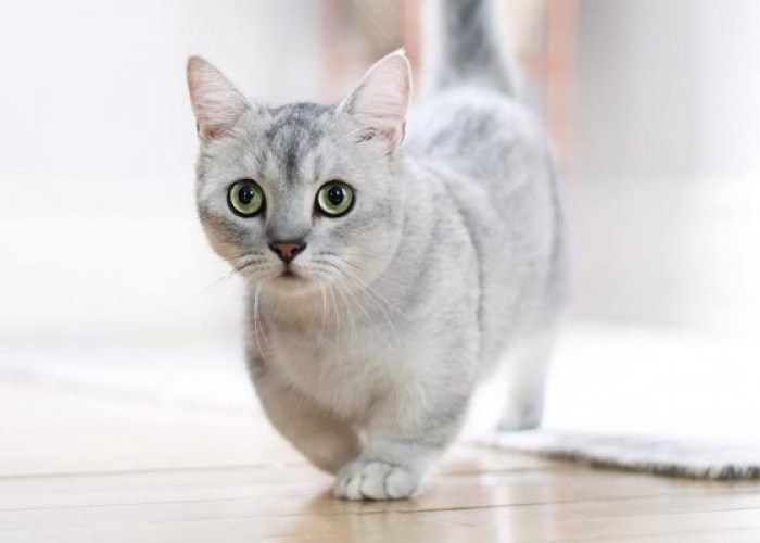 Kucing Munchkin: Kecantikan dalam Tubuh Kecil yang Menggemaskan