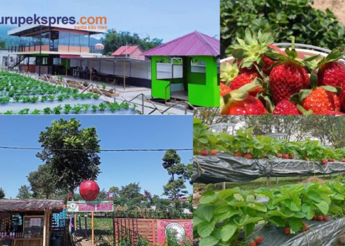 3 Rekomendasi Wisata Kebun Strawberry yang Ada di Rejang Lebong