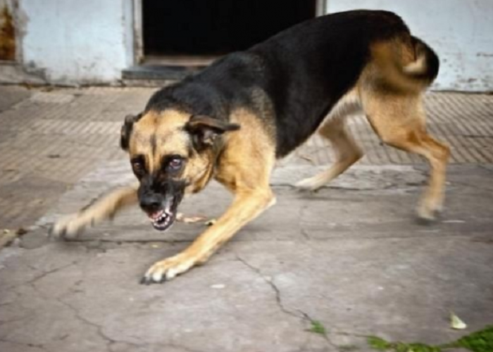 Selama Sebulan 4 Warga  Digigit Anjing Liar, Total Sudah 42 Warga Jadi Korban