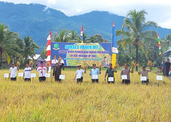 Pemkab Lebong Target Produksi Padi Baru 88 Persen