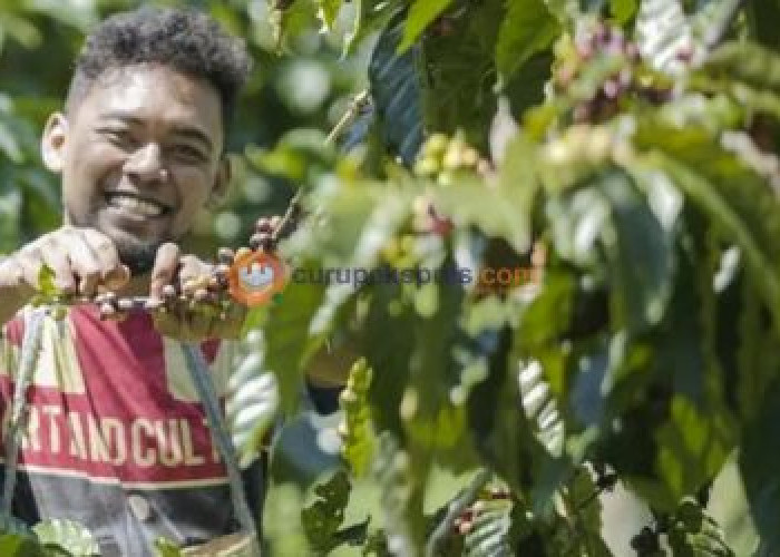 Kopi Curup: Mengangkat Kesejahteraan Petani Melalui Kualitas