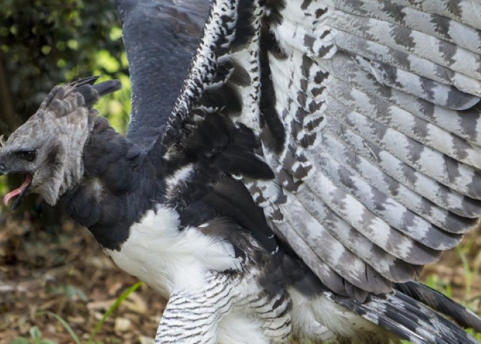 Waspada! 5 Burung Ini Paling Berbahaya di Dunia