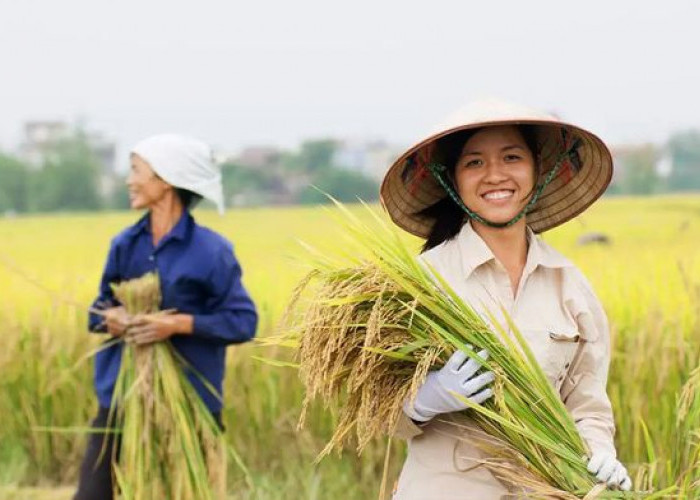 Jawa Timur Pimpin Produksi Padi 2026, Bagaimana Performa Daerah Lain?
