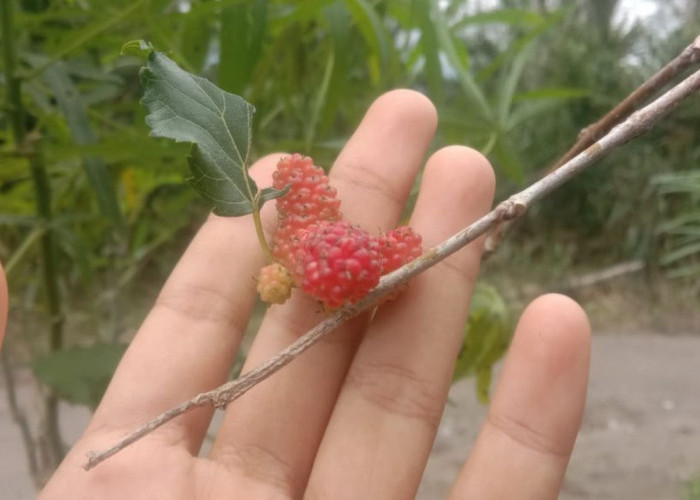 Kamu Harus Tahu! Ini 3 Manfaat Buah Murbei bagi Kesehatan Tubuh, Cek Disini!
