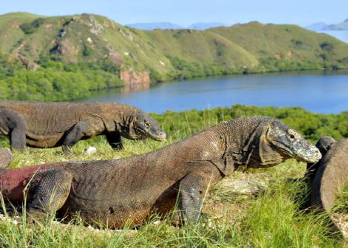 Pesona Taman Nasional Komodo Diakui Dunia, Peringkat Kedua Terindah di Bumi