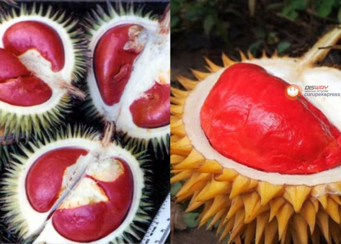  Manfaat Durian Merah untuk Kesehatan yang Jarang Diketahui!