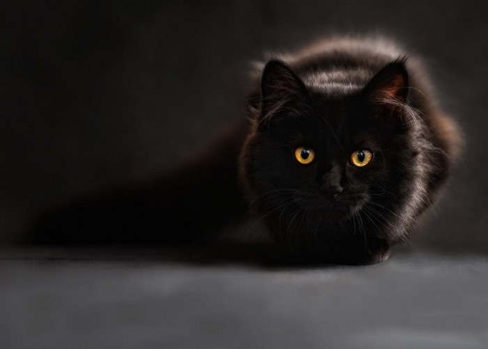 Mengapa Mata Kucing Dapat Menyala Saat Malam Hari??