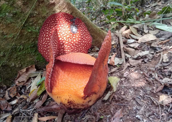 Bunga Rafflesia Arnoldi Mekar Lagi di Kepahiang, Buruan Kunjungi Lokasinya Disini