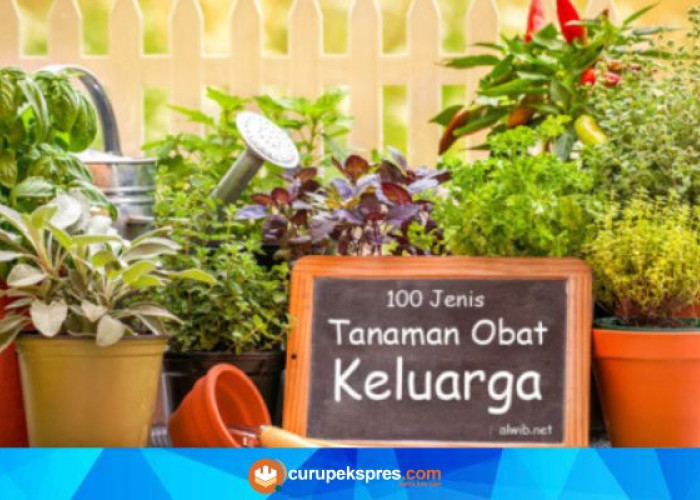 Manfaat Dan Khasiat Tanaman Obat Keluarga (TOGA)