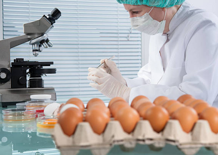   Telur Ayam, Sumber Gizi Berkualitas Tinggi yang Membantu Kesehatan Tubuh