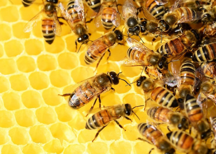  Taukah Anda Untuk apa Lebah menghasilkan Madu ? 
