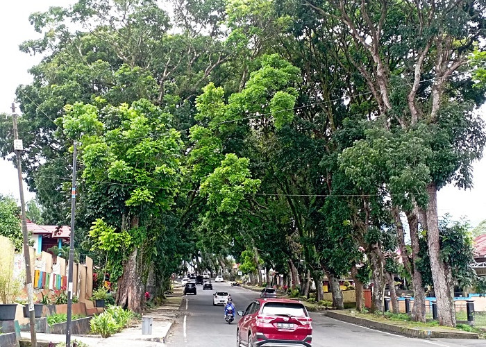 DLH Lanjutkan Program Peremajaan Pohon