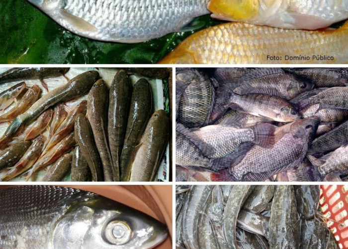  5 Jenis Ikan Air Tawar yang Memiliki Banyak Manfaat Untuk Kesehatan Tubuh