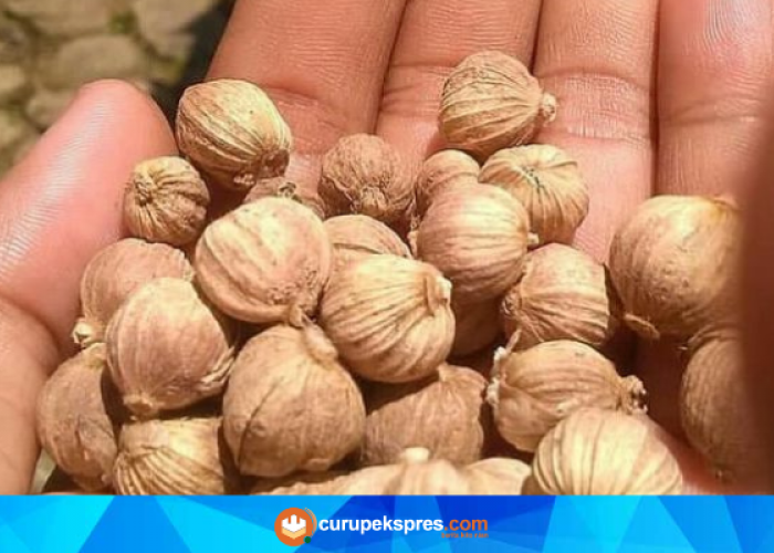 Yuk Ketahui Fakta Menarik dari Tanaman Herbal Kapulaga