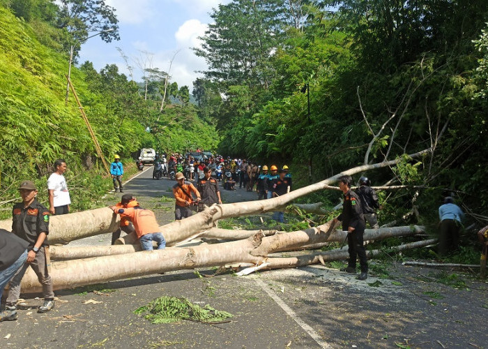 Antisipasi Bencana, BPBD Pangkas  Pohon Rawan Tumbang