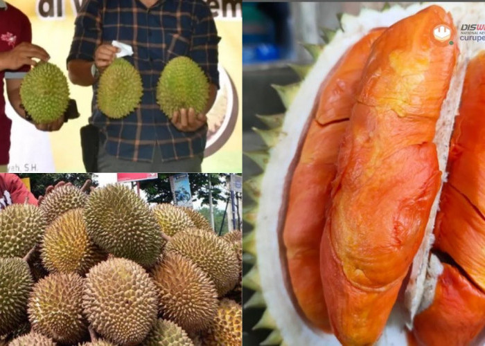 Catat Jadwalnya! Festival Durian Ke-2 di Rejang Lebong Akan Digelar Januari 2025