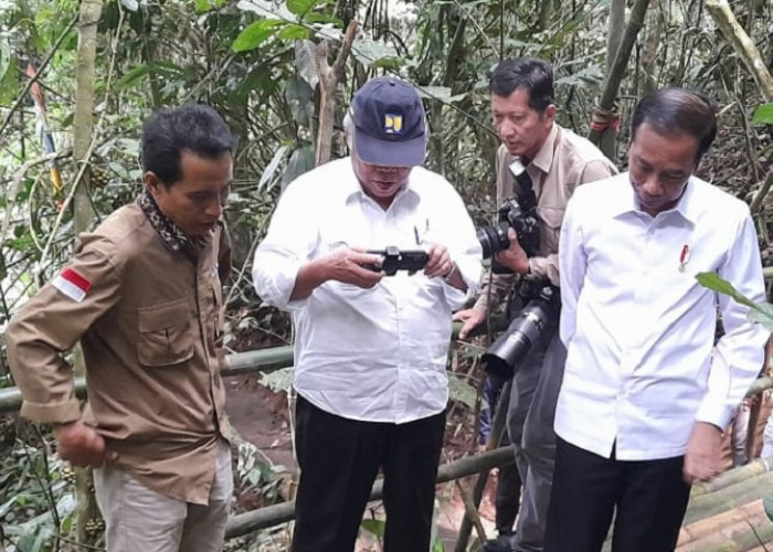 Pasca Dikunjungi Presiden, Bunga Rafflesia di Kepahiang Dicuri OTD