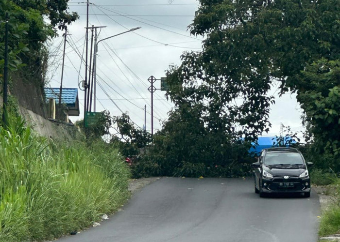 Angin Kencang, Pohon di Rejang Lebong Tumbang Lagi, Sempat Membuat Listrik Padam