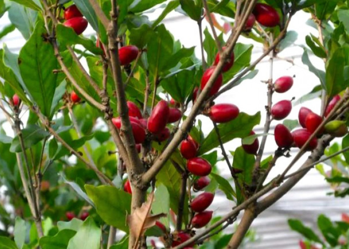 Tak Sekadar Unik, Ini Khasiat Miracle Berry bagi Tubuh
