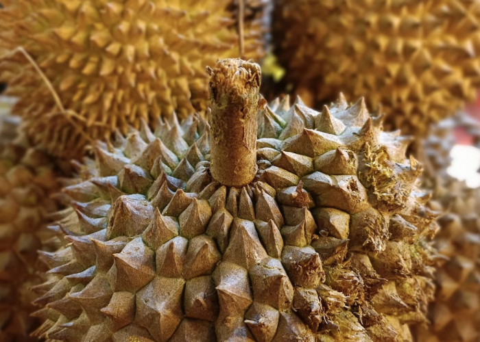 Awas, Durian Bisa Jadi Bahaya bagi Sebagian Orang!