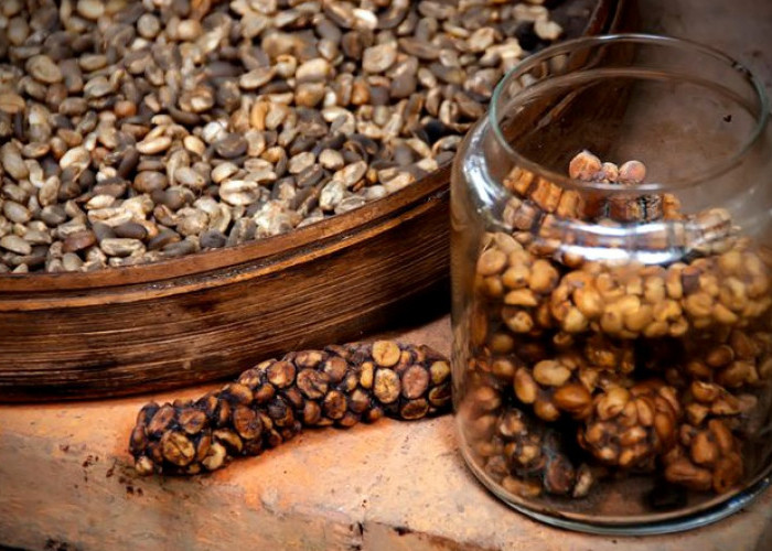Poop Coffee, Fenomena Kopi dari Kotoran Hewan yang Jadi Komoditas Termahal di Dunia