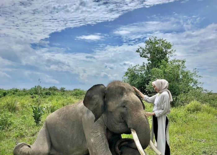  Objek Wisata TNWK Lampung Sedekat Ini  Dengan Gajah 