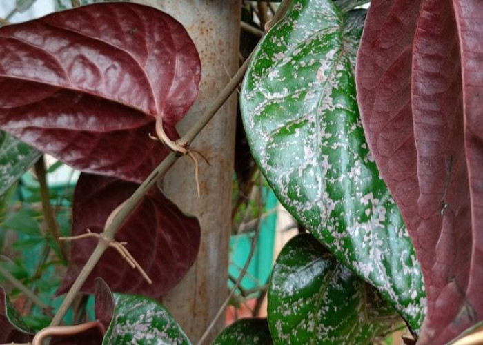 Rebusan Daun Sirih Merah Baik untuk Kesehatan, Mitos atau Fakta?