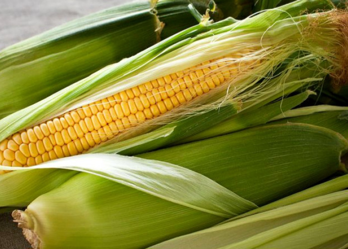  Tips Praktis Menyimpan Jagung agar Tidak Cepat Rusak
