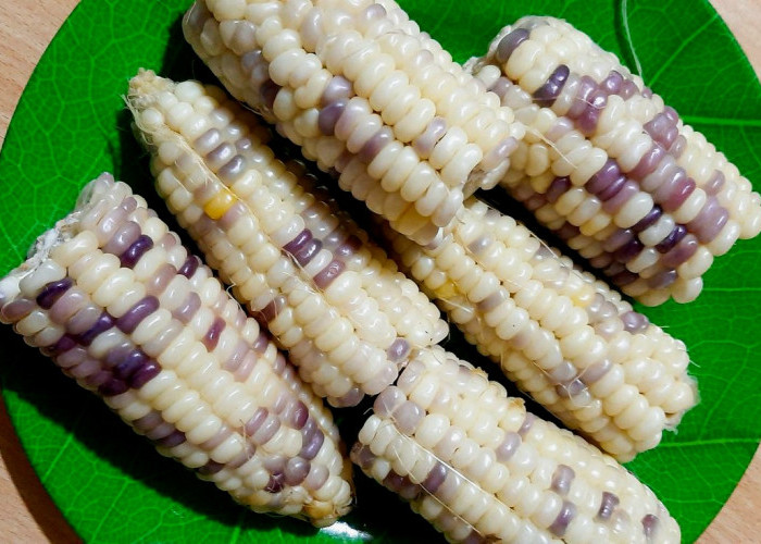  Kenali Jenis Jagung Favorit Masyarakat Indonesia dan Cara Pemanfaatannya