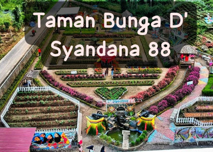 Taman Bunga D' Syandana 88 Pesona Alam Tersembunyi di Rejang Lebong