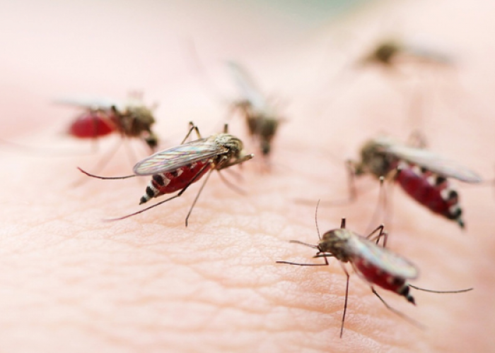 Nggak Perlu Racun! Inilah 6 Cara Mudah Memusnahkan Nyamuk di Rumah Kamu