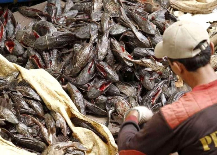 Menuai Kontroversi, Begini Pandangan MUI soal Penanganan Ikan Sapu-Sapu di Jakarta