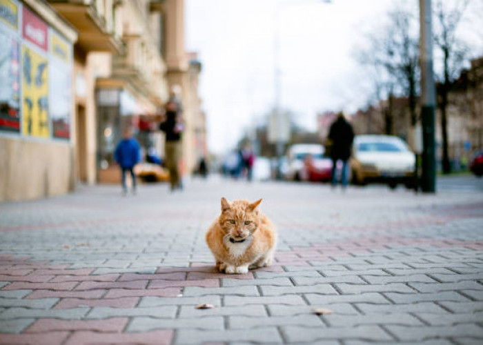 Mengapa Kucing Dapat Mengingat Jalan Pulang Saat Pergi Jauh ?