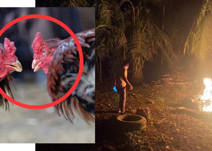 Tak Berkutik, Aktivitas Sabung Ayam di Rejang Lebong Dibubarkan Aparat
