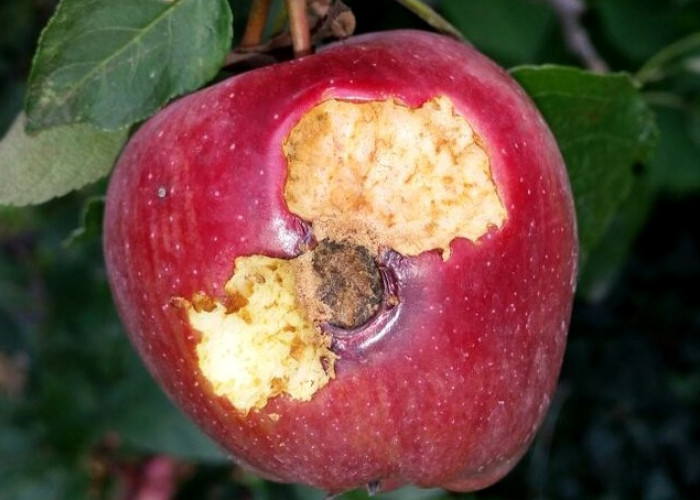 Jangan Sembarangan Makan Buah Jatuh, Ini Risiko Virus Nipah Menurut Dokter Anak