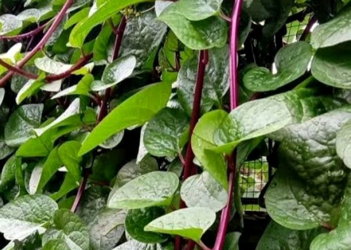 Kaya Antioksidan, Ini Deretan Manfaat Daun Binahong Merah bagi Tubuh