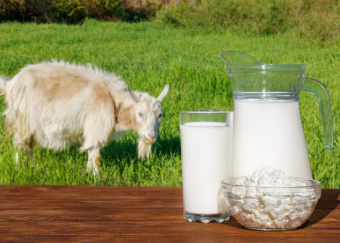  Manfaat Susu Kambing Etawa untuk Kesehatan Tubuh