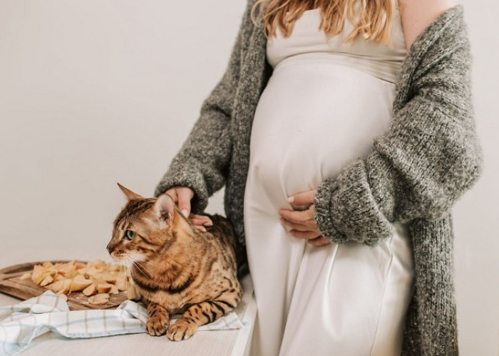 Benarkah Kucing Dapat Mendeteksi Kehamilan Seseorang?