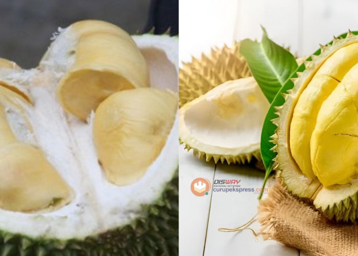 Jangan Tertipu! Berikut Tips Memilih Durian Musang King yang Terbaik untuk Langsung Dimakan