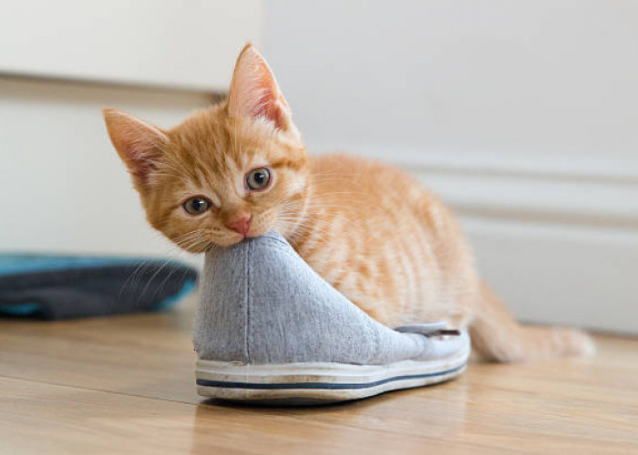 Alasan Kucing Biasanya Menyukai Sepatu Pemiliknya