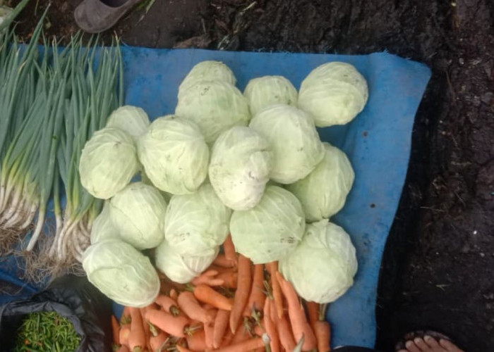 Ini Tips Memilih Sayur Kol yang Segar di Pasar agar Tidak Rugi    ﻿