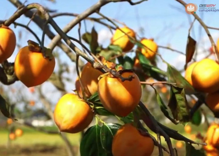 Manfaat Buah Kesemek untuk Kesehatan Tubuh, Bisa Cegah Obesitas!