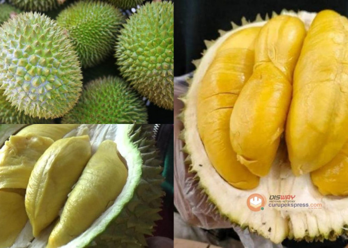 Sering Disebut Raja Durian, Ini 5 Fakta Menarik Durian Musang King!