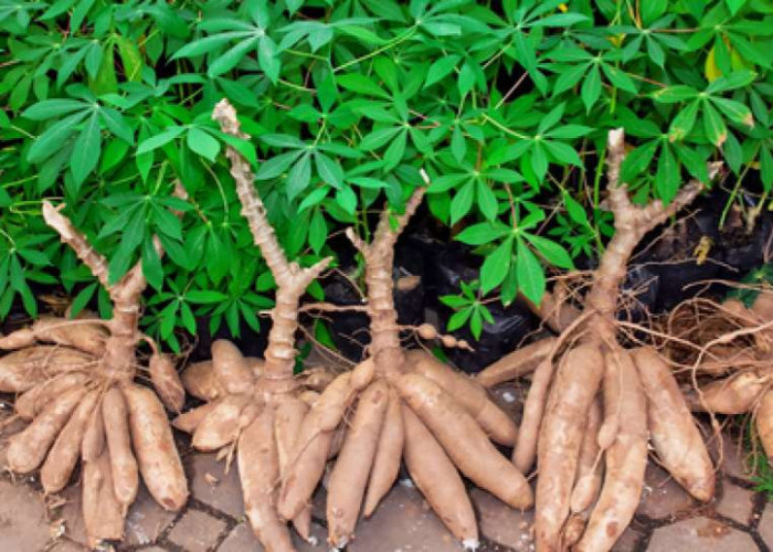  Ubi Racun Bisa Berbahaya, Ini Cara Detoksifikasi yang Tepat dan Aman