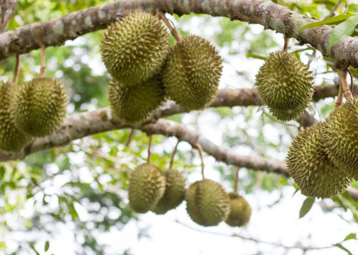  Mau Durian Berbuah Lebat dan Manis? Begini Cara Merawatnya 