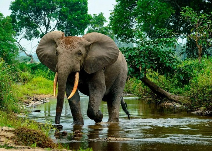 Studi Terbaru Ungkap Hal Menarik dari Gajah