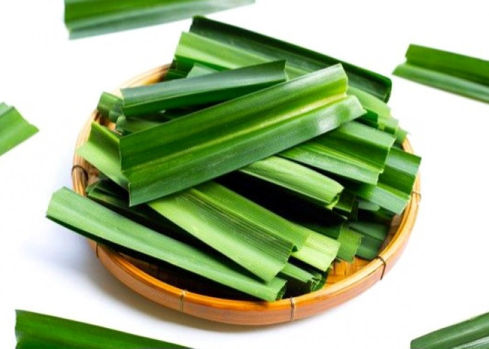 Daun Pandan Ternyata Punya Khasiat Medis, Ini Fakta yang Perlu Diketahui