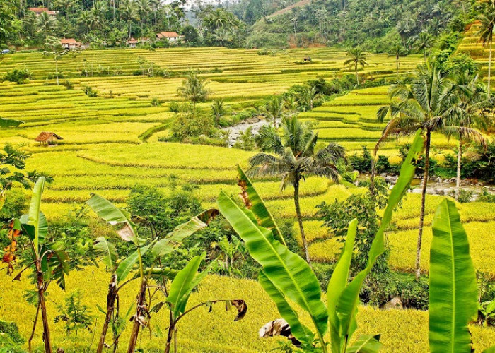 Produksi Padi Meningkat, Tertinggi se-Provinsi Bengkulu