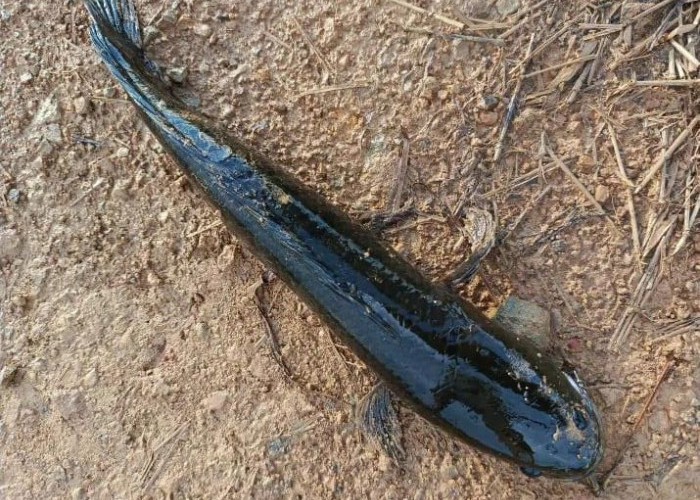 Ikan Gabus, Ikan yang Memiliki Segudang Manfaat Bagi Kesehatan Tubuh