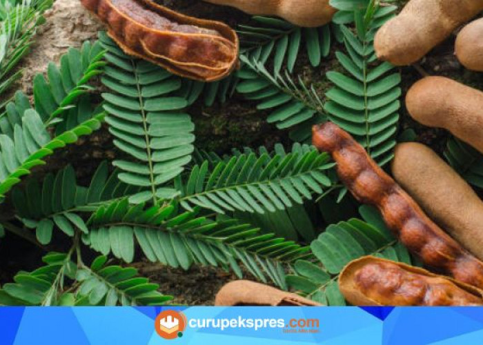 Khasiat Luar Biasa Daun Asam Jawa bagi Kesehatan Tubuh